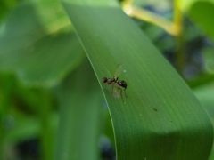 Nemopoda nitidula