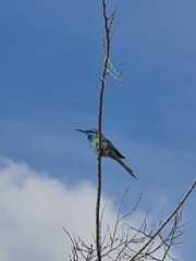 Merops cyanophrys cyanophrys