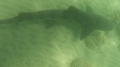 Triakis semifasciata
