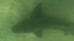 Triakis semifasciata