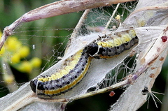 Evergestis extimalis