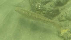 Halichoeres semicinctus