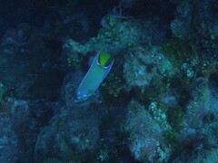 Holacanthus ciliaris