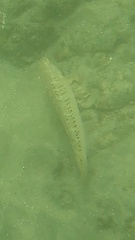 Halichoeres semicinctus