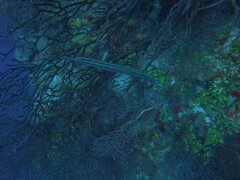 Aulostomus maculatus