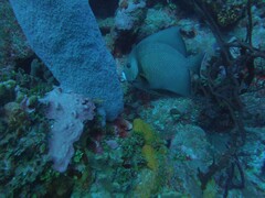 Pomacanthus arcuatus