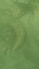 Halichoeres semicinctus