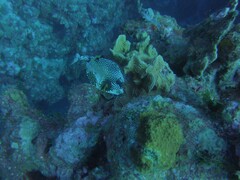 Lactophrys triqueter