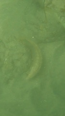 Halichoeres semicinctus