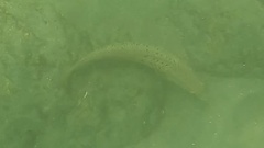 Halichoeres semicinctus