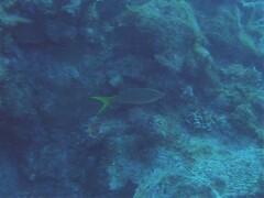 Ocyurus chrysurus