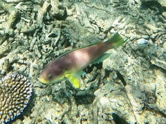 Chlorurus microrhinos