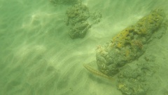 Halichoeres semicinctus