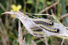 Evergestis extimalis