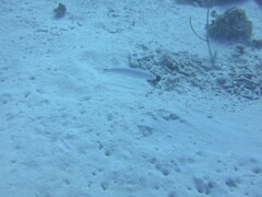 Malacanthus plumieri