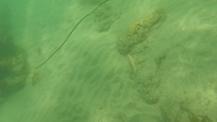 Halichoeres semicinctus