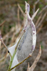 Evergestis extimalis