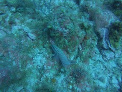 Cephalopholis cruentata