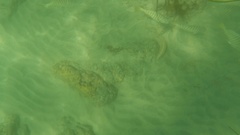 Halichoeres semicinctus