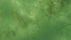 Halichoeres semicinctus