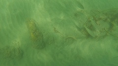 Halichoeres semicinctus