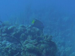 Holacanthus ciliaris