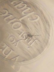 Latrodectus variolus