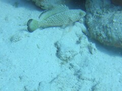 Epinephelus guttatus