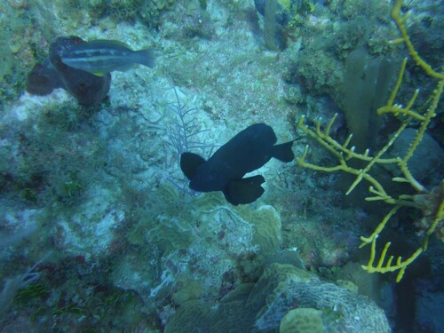 Black hamlet (Hypoplectrus nigricans) — Serranidae — 4