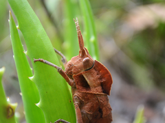 Lobosceliana