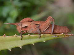 Lobosceliana