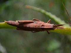 Lobosceliana