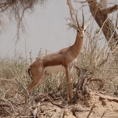 Gazella dorcas