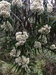 Ozothamnus ferrugineus