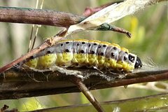 Evergestis extimalis