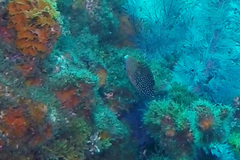 Canthigaster natalensis