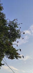 Hymenaea courbaril