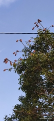 Hymenaea courbaril