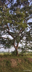 Hymenaea courbaril