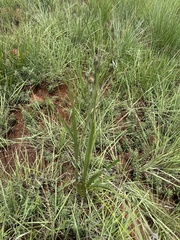 Hypoxis rigidula rigidula
