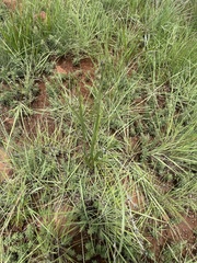 Hypoxis rigidula rigidula
