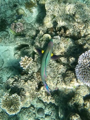 Cetoscarus ocellatus