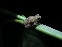 Oreophryne frontifasciata