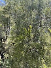 Exocarpos cupressiformis