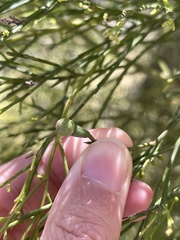 Exocarpos cupressiformis