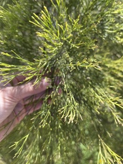 Exocarpos cupressiformis