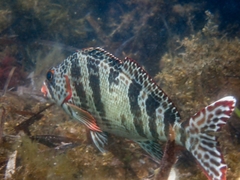 Goniistius rubrolabiatus