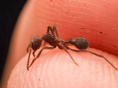 Apterostigma robustum