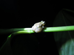 Oreophryne frontifasciata