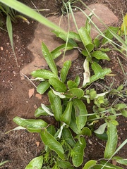 Parinari capensis capensis